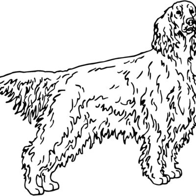 irish setter Thumbnail