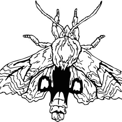 moth Thumbnail