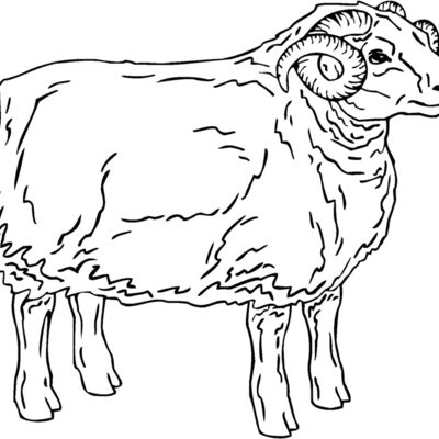 sheep5 Thumbnail