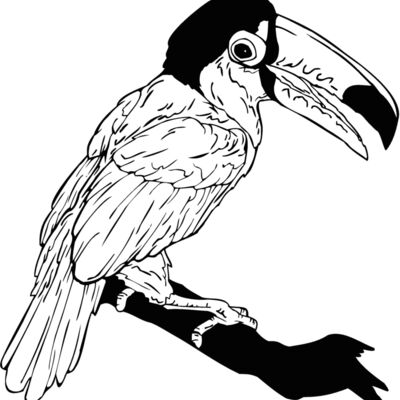 toucan Thumbnail