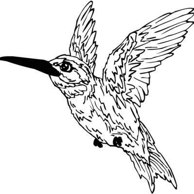 hummingbird1 Thumbnail
