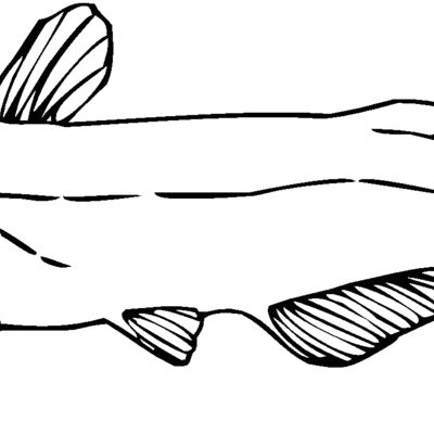 channel catfish01 Thumbnail