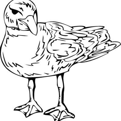 bird3 Thumbnail