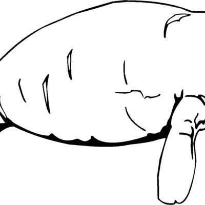 manatee Thumbnail