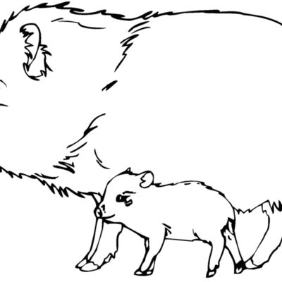 collaredpeccary Thumbnail