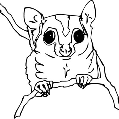sugarglider Thumbnail