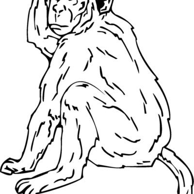 rhesusmonkey Thumbnail