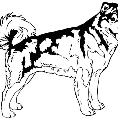 alaskan husky Thumbnail