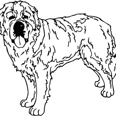 saint bernard Thumbnail