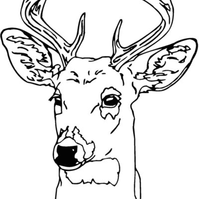deer 6 Thumbnail