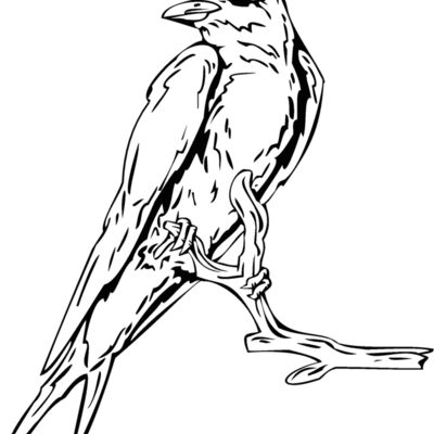 bird12 Thumbnail