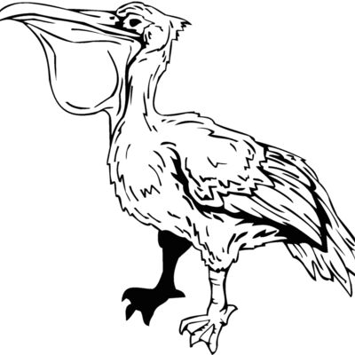 pelican Thumbnail