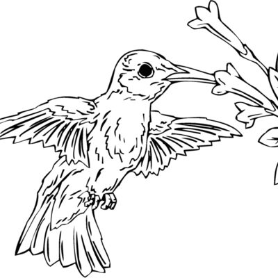 hummingbird2 Thumbnail