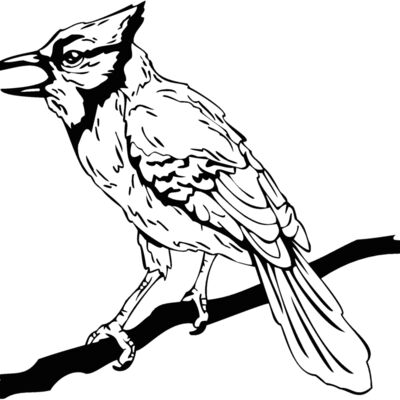 bluejay Thumbnail