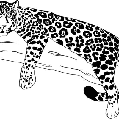 leopard Thumbnail
