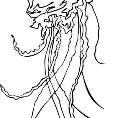 portuguese man of war jellyfish Thumbnail