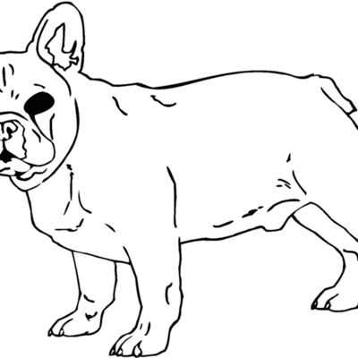 french bulldog Thumbnail