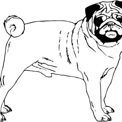 pug2 Thumbnail