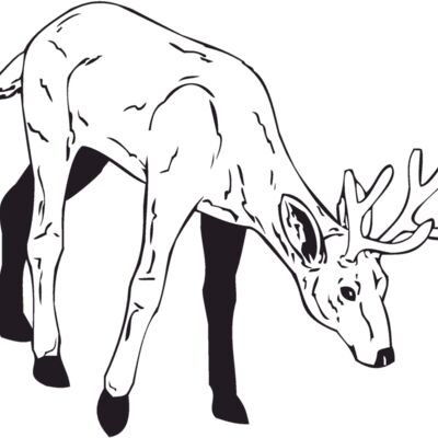 deer2 Thumbnail