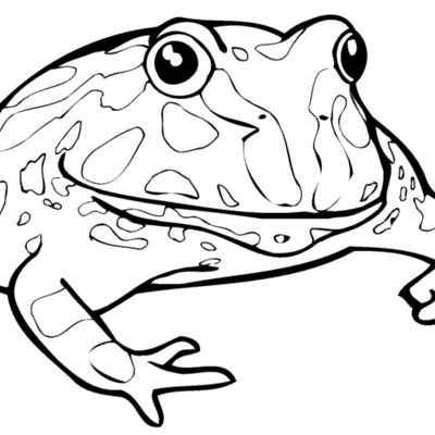 frog Thumbnail