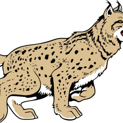 wildcat13v4clr Thumbnail