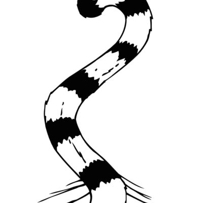 tiger tail 1 Thumbnail