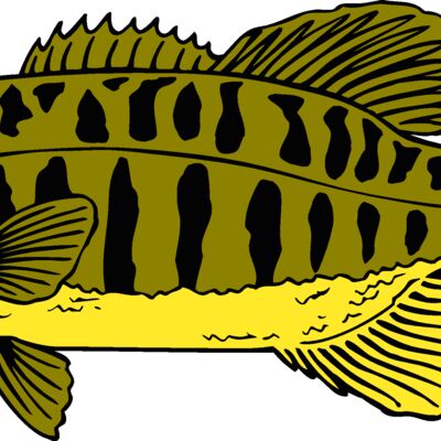 fish smallmouthbass 2 Thumbnail