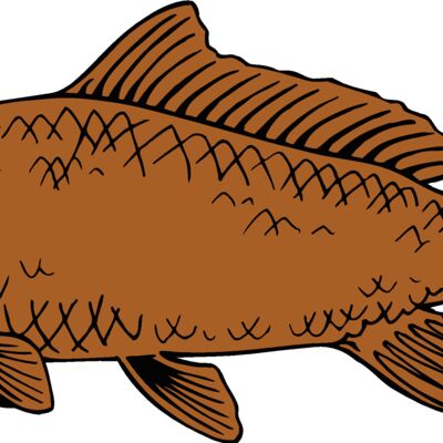 fish carp Thumbnail