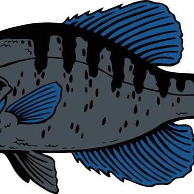 fish crappie Thumbnail