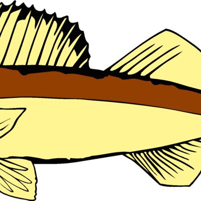fish walleye Thumbnail