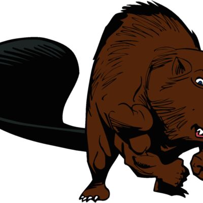 beaver29 Thumbnail